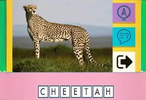 Picture Quiz