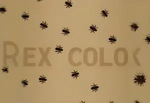 Apex Colony