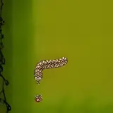Snake Arcade