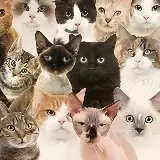 Игра Тест: Какой Ты Кот или Кошка?