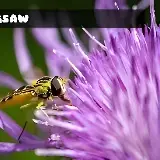 8B Пазл с насекомыми | 8BGames